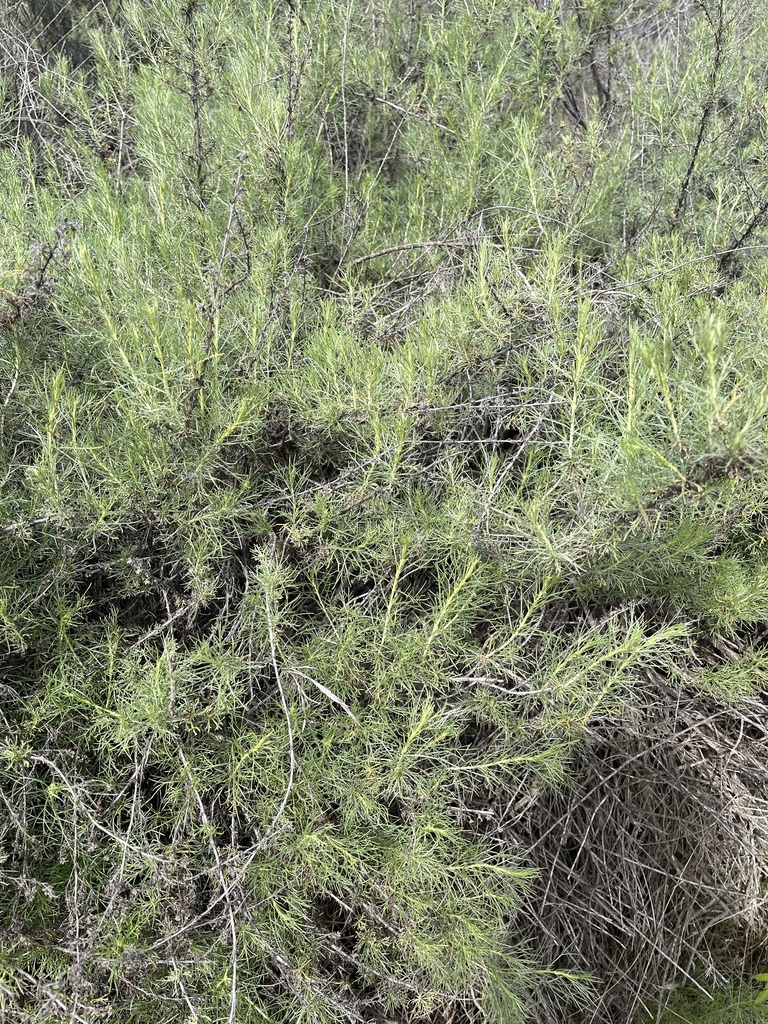 California sagebrush from Mission Trails Regional Park, San Diego, CA ...