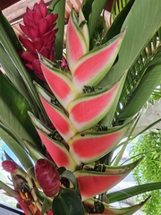 Heliconia wagneriana image