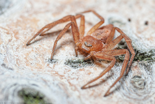 Philodromus fuscomarginatus
