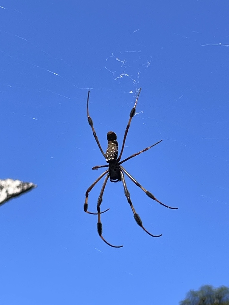 Golden Silk Spider from Jamaica, Saint Ann, Middlesex County, JM on ...