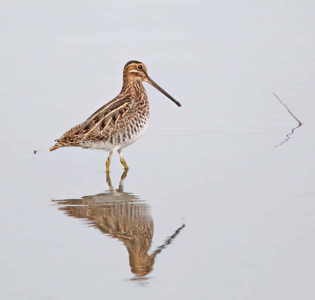Wilson's Snipe from Lancaster County, NE, USA on October 28, 2020 at 03 ...