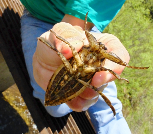 iNaturalist observation photo of American Giant Water Bug
