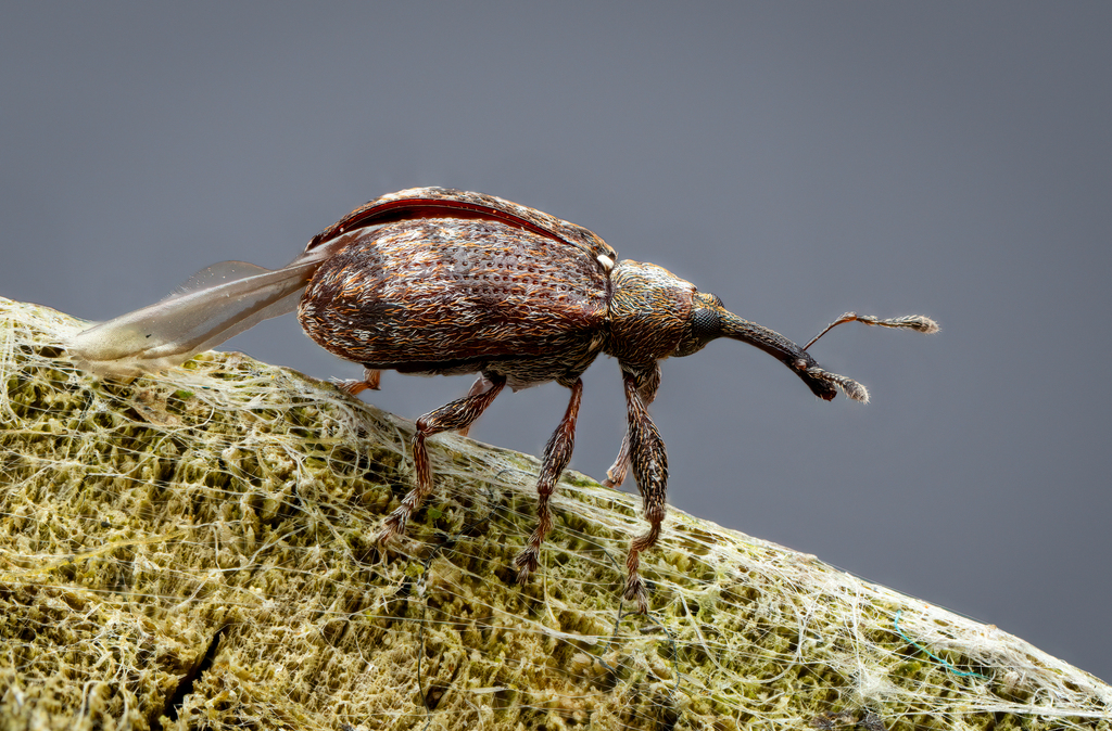 Apple Blossom Weevil in March 2024 by Markus Horrer · iNaturalist