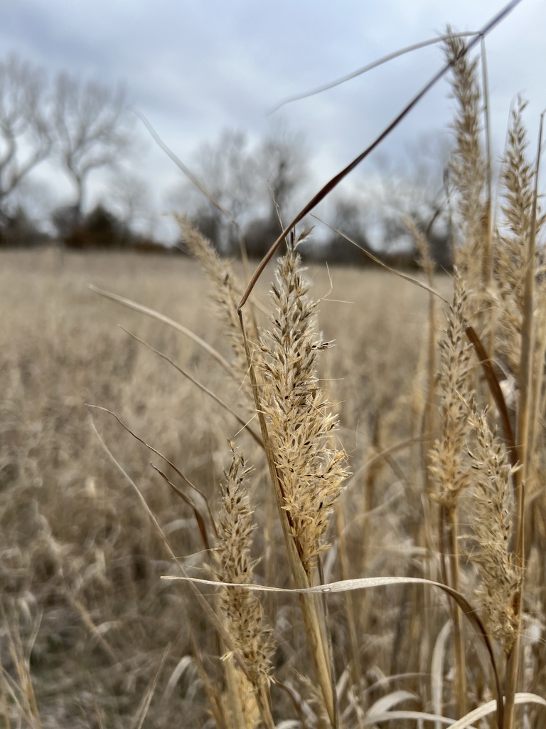 Indiangrass From Kenesaw Ne Us On March 13 2024 At 04 11 Pm By