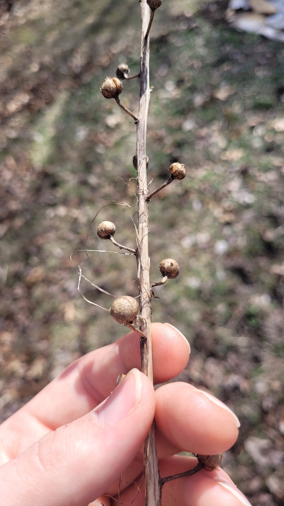 moth mullein from Argentine Township, MI, USA on March 12, 2024 at 12: ...