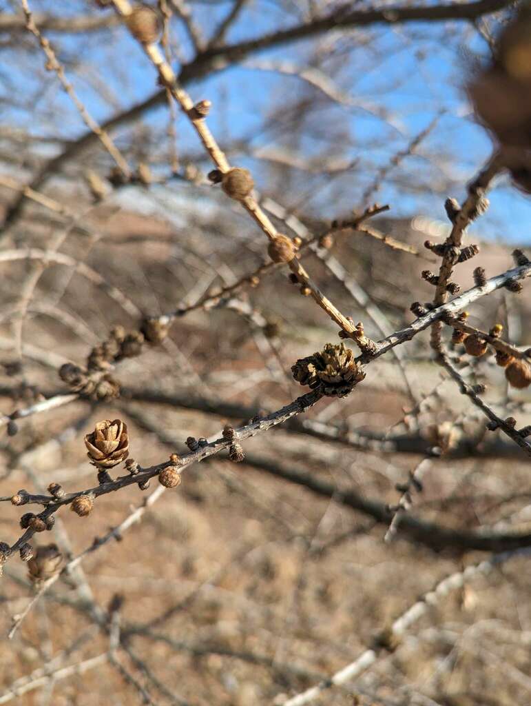 tamarack from East Lansing, MI, USA on March 13, 2024 at 0452 PM by Caz Schwennenesen · iNaturalist