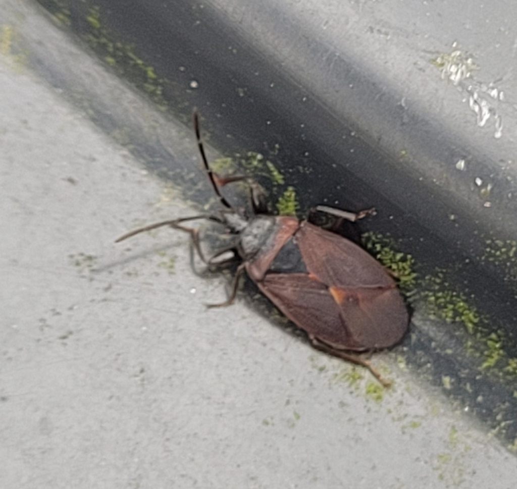 Pinecone Bug From 8960 Randers Danmark On March 14 2024 At 01 55 PM pinecone-bug-from-8960-randers-danmark-on-march-14-2024-at-01-55-pm