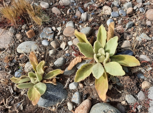 great mullein
