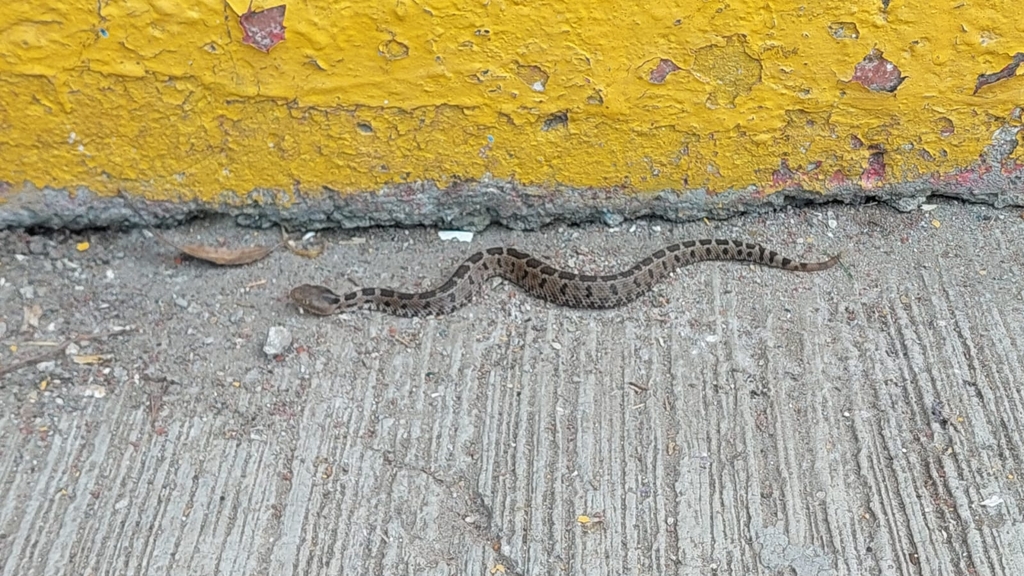 Mexican Pygmy Rattlesnake from El Calvario, Heroica Cdad. de ...