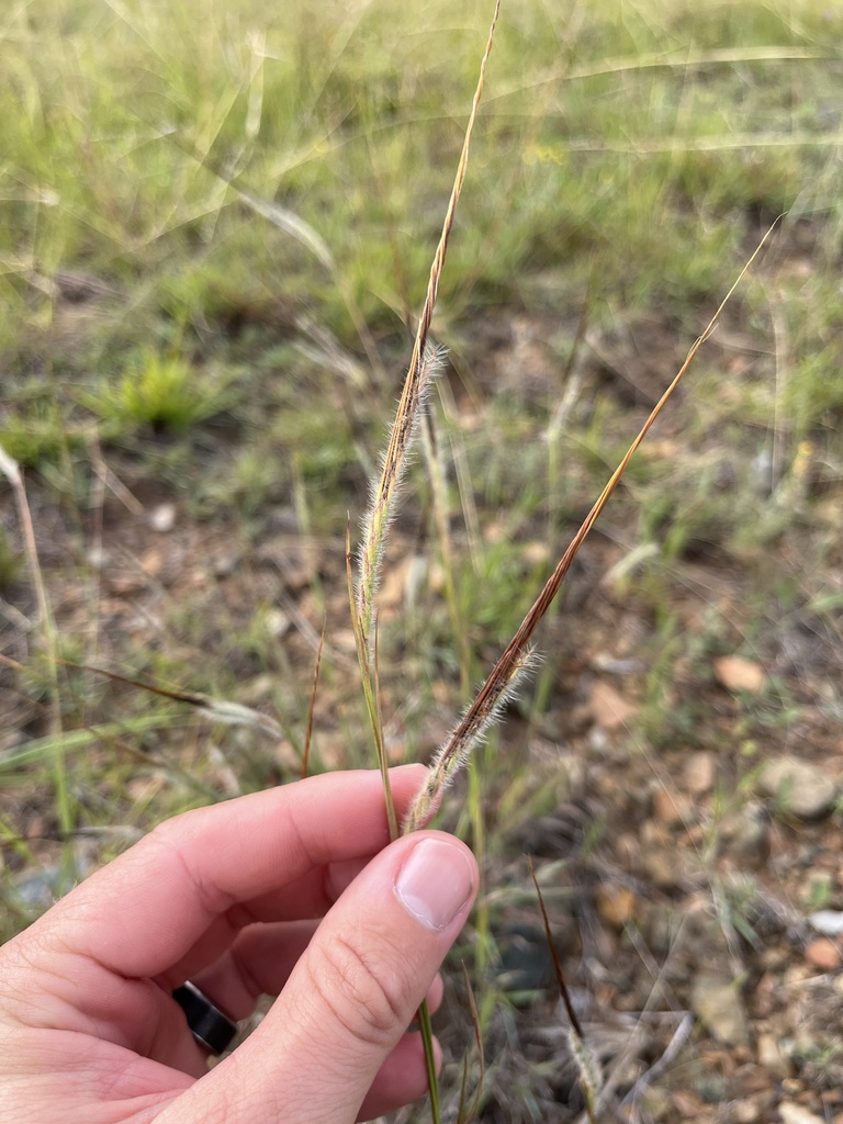 tanglehead in March 2024 by Matthew Sean Hemmings · iNaturalist