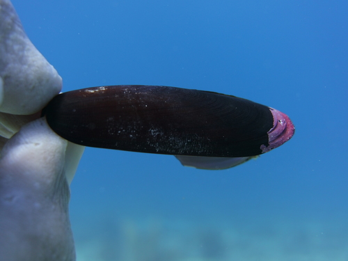 taxonomy_inaturalist image for Lithophaga nigra