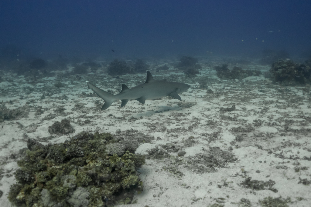 Whitetip reef shark