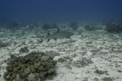 Whitetip reef shark