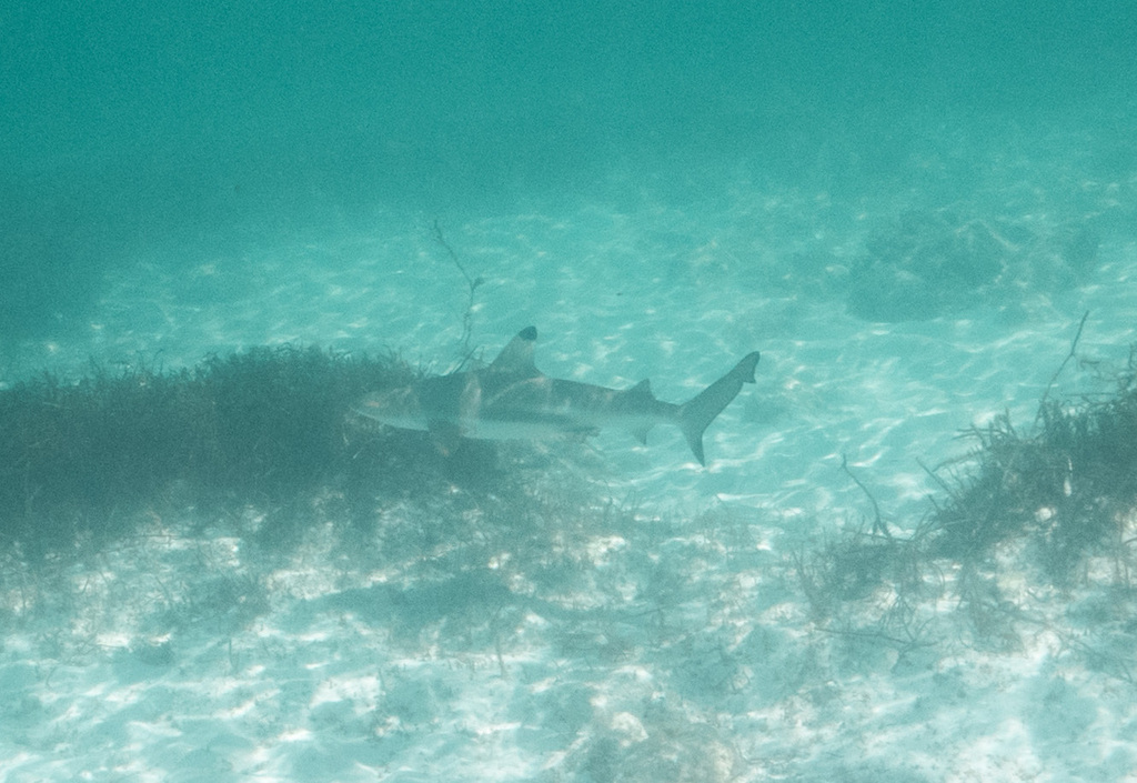 Blacktip Reef Shark