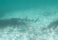 Blacktip Reef Shark