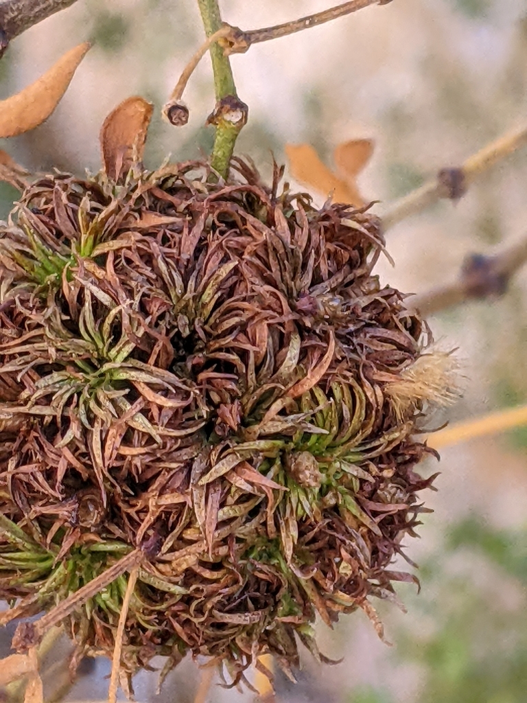 Large Creosote Gall Midge from Inyo County, CA, USA on March 13, 2024 ...