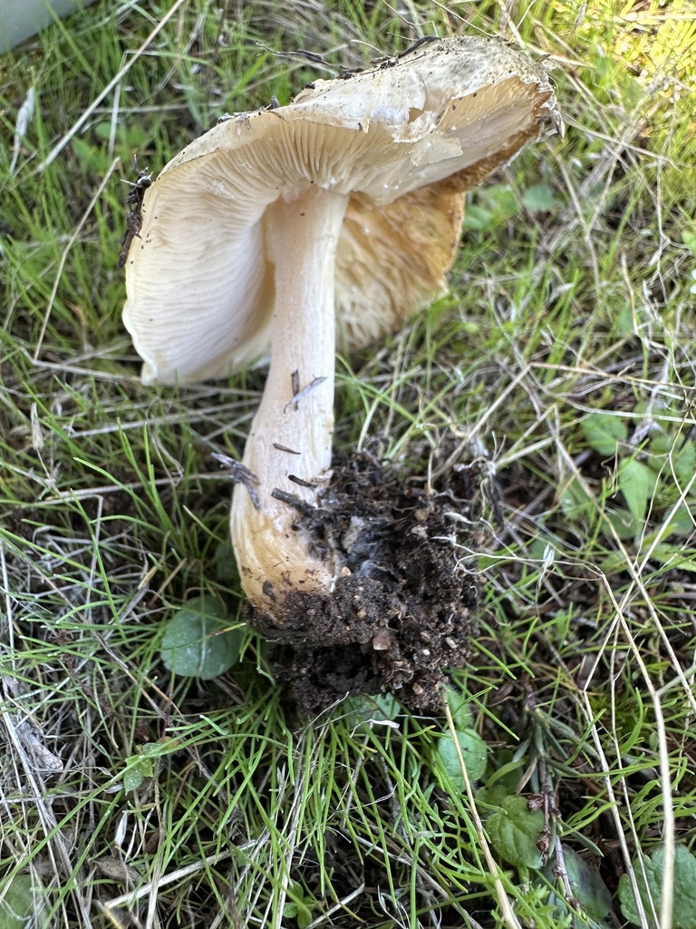 Leucoagaricus in March 2024 by Dora Panayotova · iNaturalist
