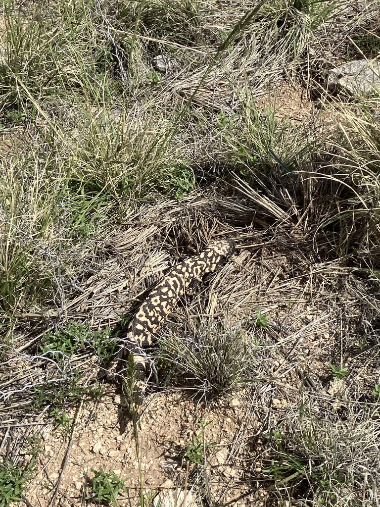 Gila Monster in March 2024 by Elise Lauterbur · iNaturalist