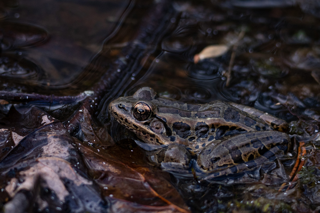 Pickerel Frog from Wolf Trap, VA, USA on March 14, 2024 at 04:39 PM by ...