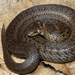 Large-blotched Tolucan Ground Snake - Photo (c) Eric Centenero Alcalá, all rights reserved, uploaded by Eric Centenero Alcalá