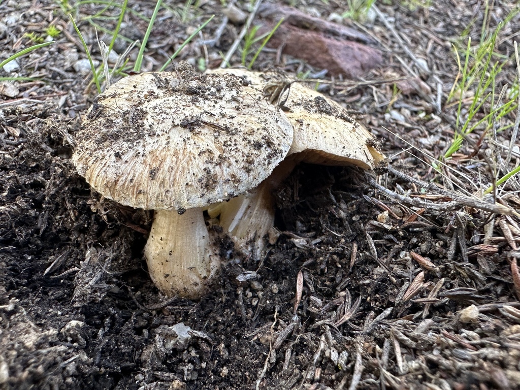 Fiber Caps in March 2024 by Dora Panayotova · iNaturalist