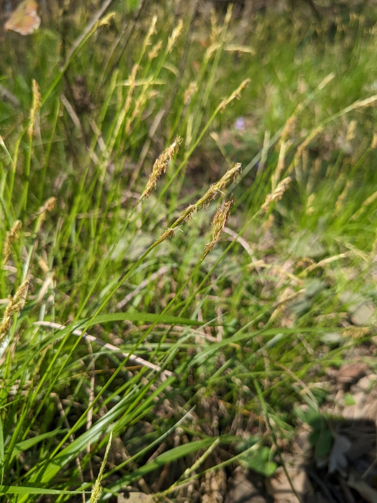 common brome-like sedge in March 2024 by Eric Ungberg · iNaturalist