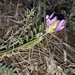 Astragalus cancellatus - Photo (c) Archil Kvelashvili, todos los derechos reservados, subido por Archil Kvelashvili