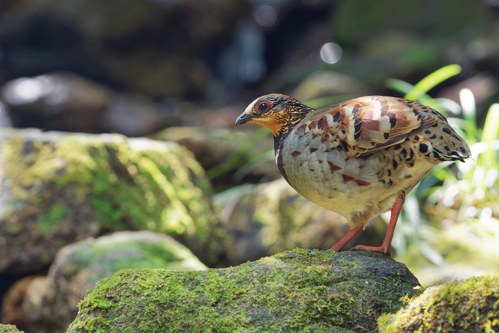 White-necklaced Partridge (Arborophila gingica) photo