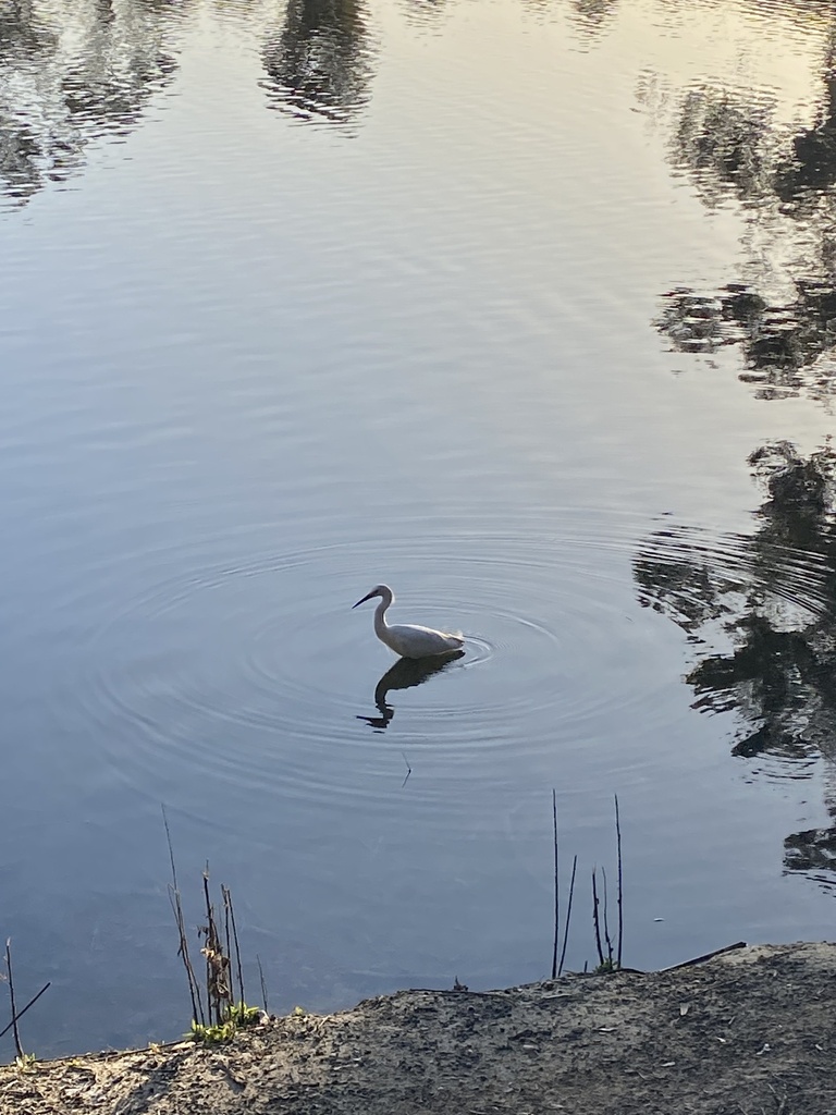 Snowy Egret from Chollas Reservoir, San Diego, CA, US on March 14, 2024 ...