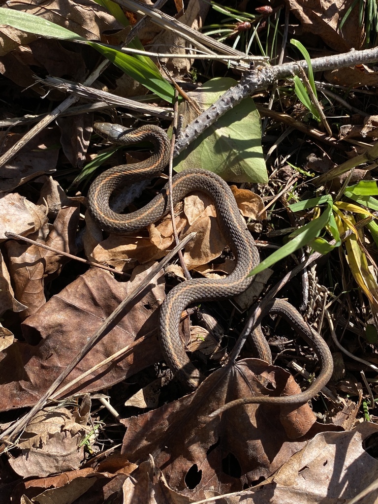 Northwestern Garter Snake From Nw Skyline Blvd, Portland, Or, Us On 