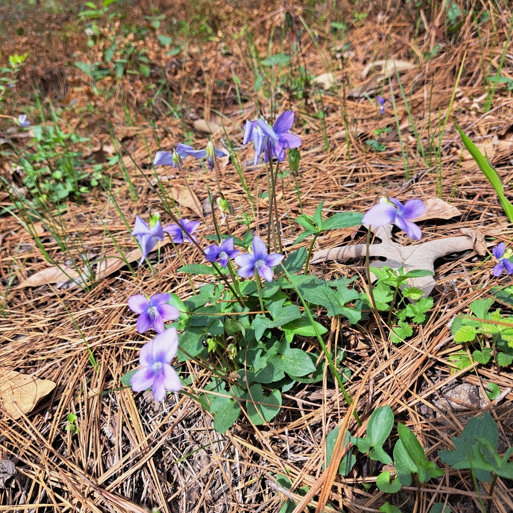 palm violet from Big Thicket National Preserve, Pitcher Plant Trail on ...