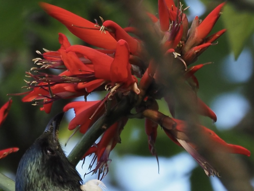 Common Coral Tree from Onehunga, Auckland 1061, New Zealand on November ...