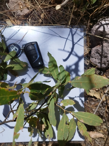 Quercus sororia