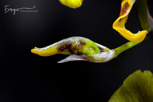 Kandyan Dancer Orchid