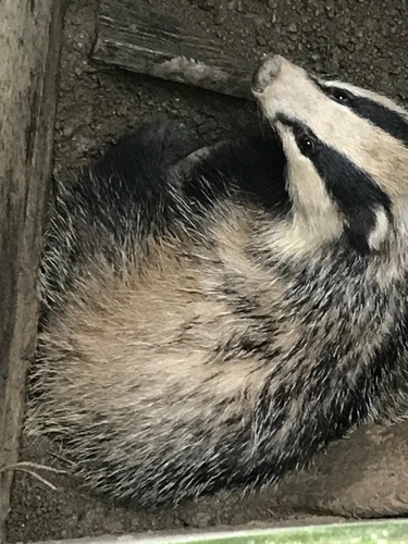European Badger