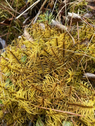 Helodium blandowii (F.Weber & D.Mohr) Warnst.