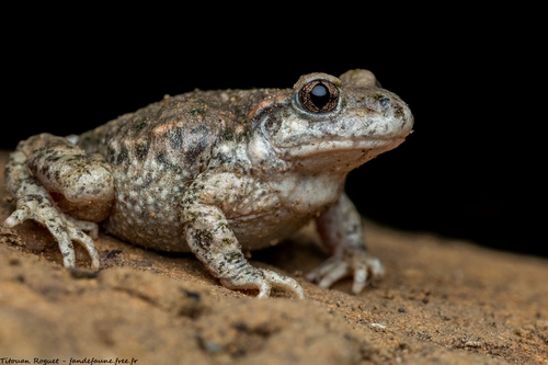 Common Midwife Toad