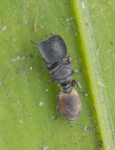 Cephalotes maculatusCephalotes maculatus