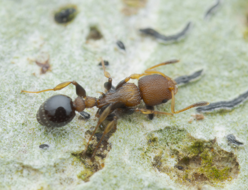 Nesomyrmex pittieriNesomyrmex pittieri