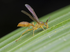 Agelaia centralis image