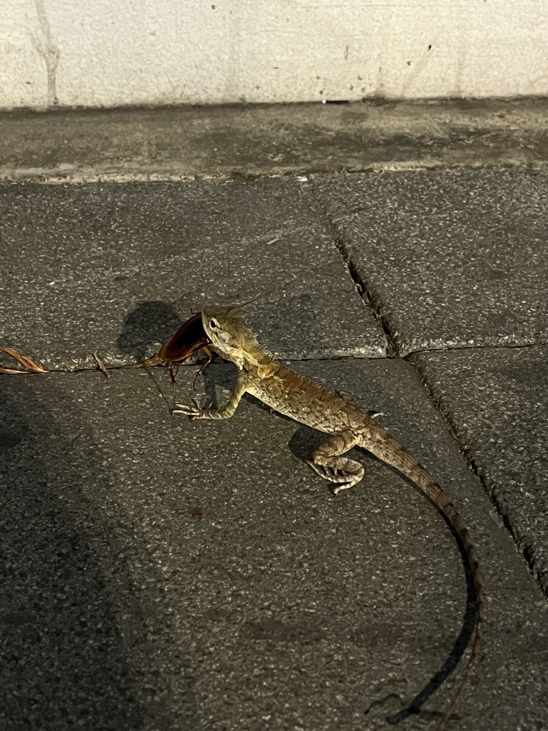siamese-blue-crested-lizard-from-phaya-thai-rd-bangkok-bangkok-th