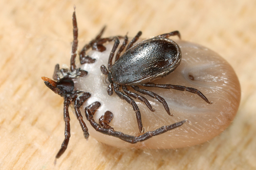 Castor Bean Tick