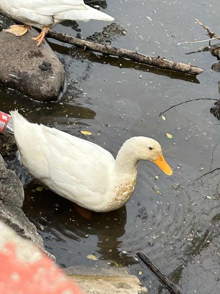 Lame de boulanger - MALLARD FERRIÈRE - Grignette pivotante - Inox