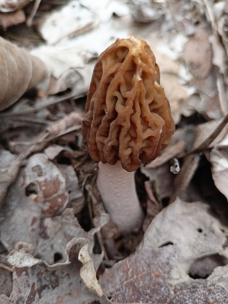 wrinkled thimble morel from Ásotthalom, 6783 Magyarország on March 15