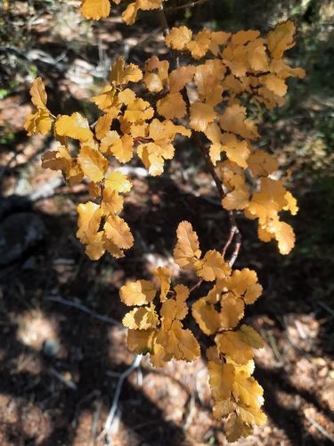 Antarctic Beech