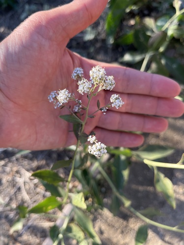 iNaturalist observation photo of broadleaved pepperweed