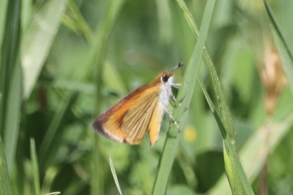 Least Skipper from Brazos Bend State Park, Needville, TX, US on March ...