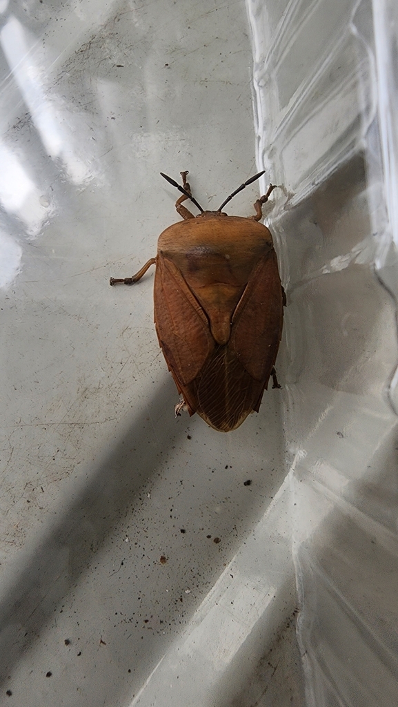 Lychee Stink Bug from 110台灣台北市信義區大仁里 on March 16, 2024 at 09:41 AM by ...
