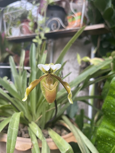 Excluded Paphiopedilum (Paphiopedilum exul)