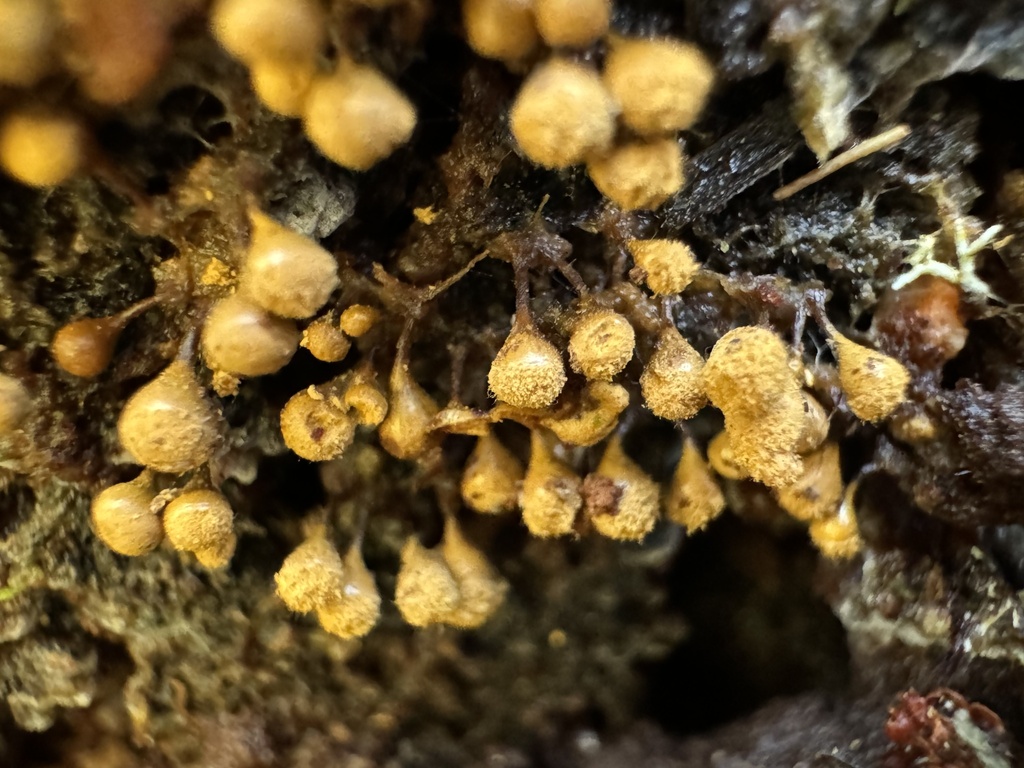 Arcyria versicolor from Zigzag Ranger Station, Welches, OR, US on March